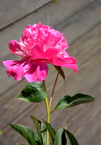 美丽的牡丹花图片下载