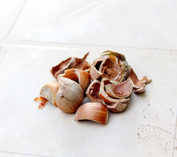 坚果壳的特写图片下载