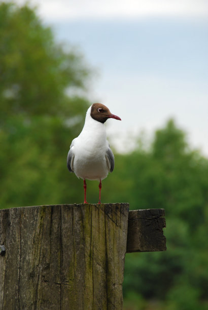 棕头海鸥站在一根木柱上图片下载