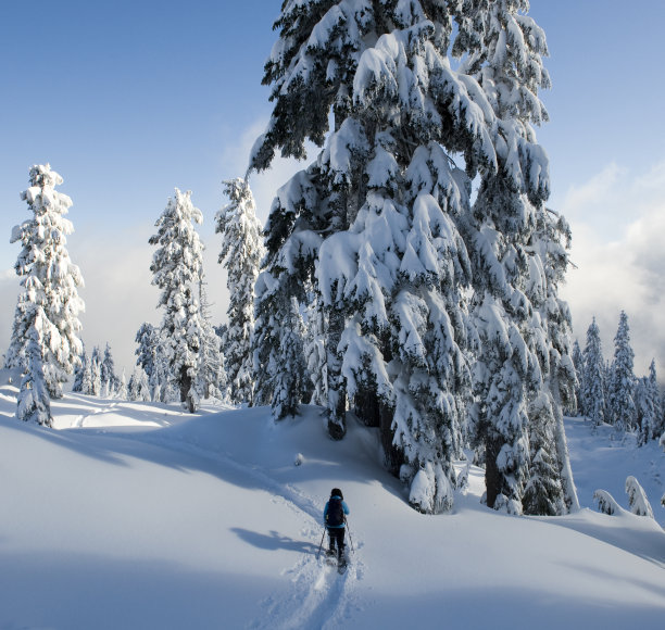 在大树里穿雪鞋图片下载