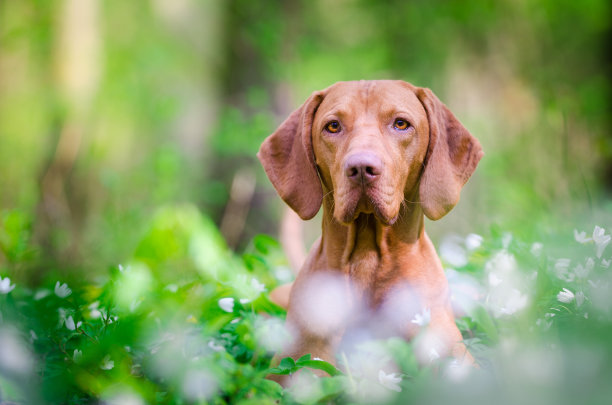 森林中的匈牙利猎狗图片下载