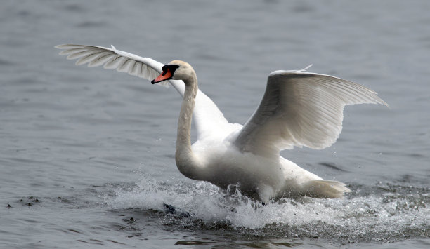 天鹅着陆图片下载