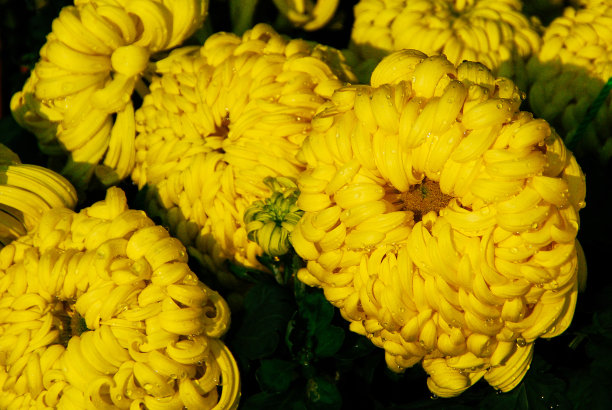 美丽的黄色的菊花图片下载