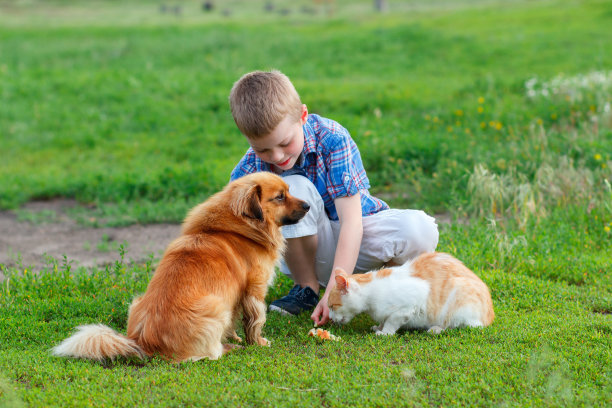 穿格子衬衫的男孩在院子里喂猫和狗图片下载