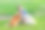 穿格子衬衫的男孩在院子里喂猫和狗图片下载