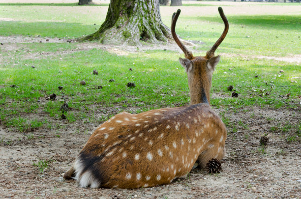 休息的鹿图片下载