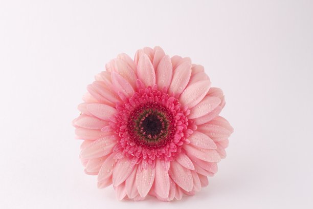 粉红色的花图片下载