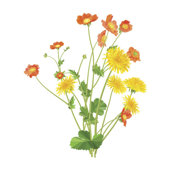 野花。蒲公英和水杨梅属植物。图片下载