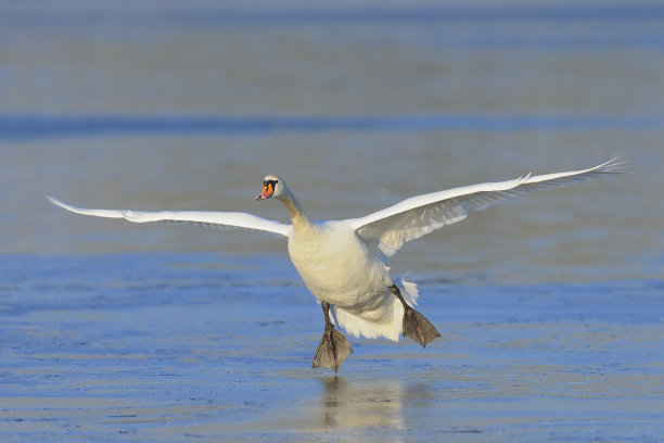疣鼻天鹅着陆图片下载