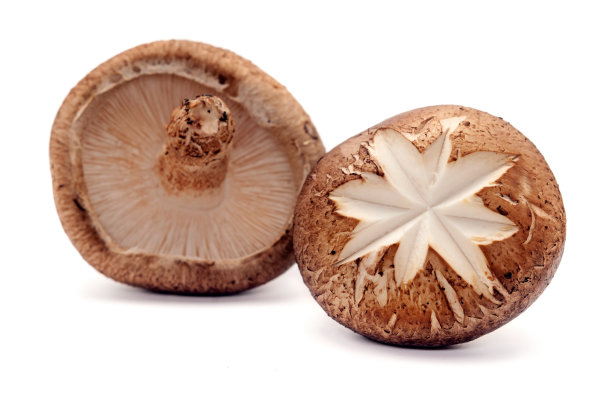 白色背景上的香菇图片下载