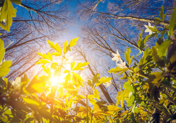 阳光下鲜花盛开的神奇森林。图片下载