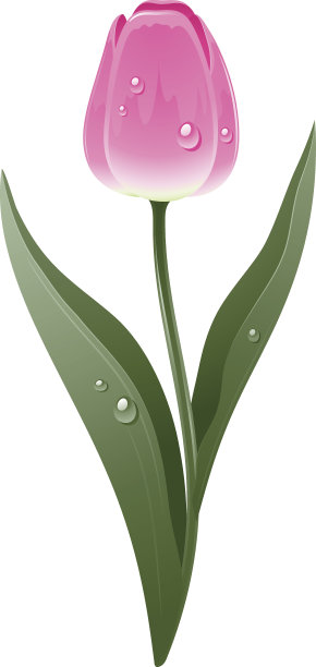 美丽的粉红色的郁金香图片下载