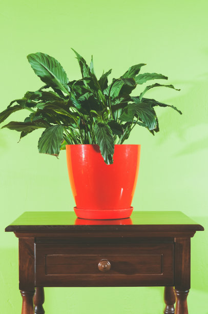 绿墙边的旧五斗橱上，红色花盆里的房子花。图片下载
