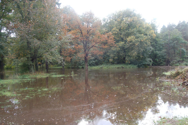 枯树立在水面上图片下载
