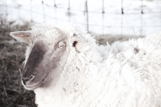 阿米马尔的世界图片下载