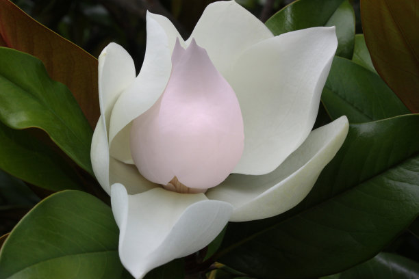 洋玉兰图片下载