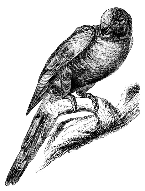 蓝山吸蜜鹦鹉图片下载