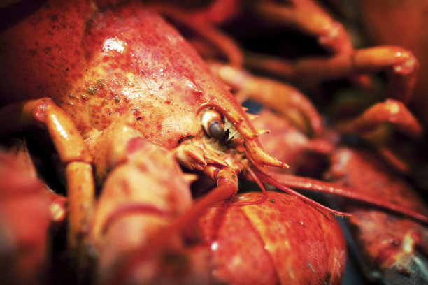 近距离拍摄的熟龙虾效果图片下载