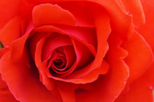 红玫瑰。图片下载