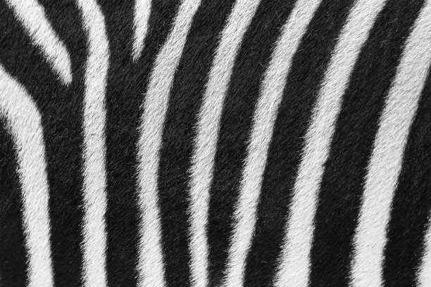 斑马皮素材图片