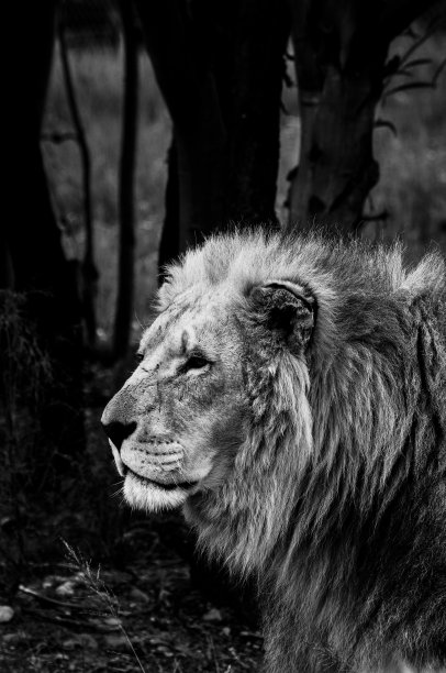 狮子的肖像图片下载