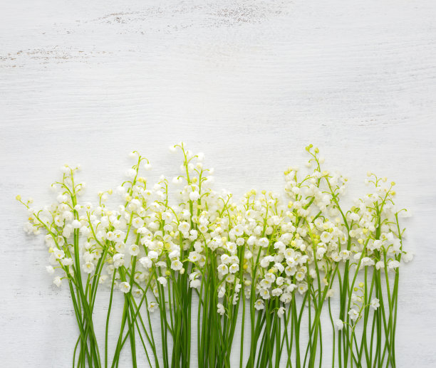 白色破旧的木质背景上的百合花图片下载