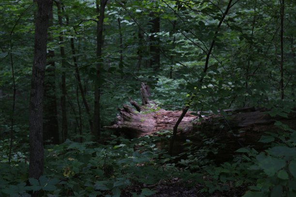 6012发光的原木在树林里图片下载