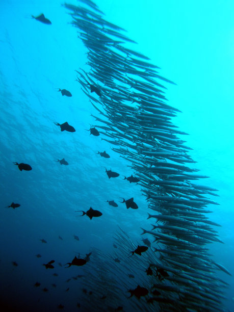 学校的鱼图片下载