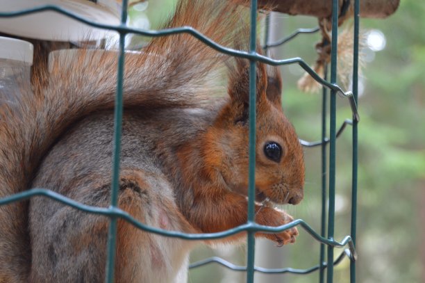 松鼠图片下载