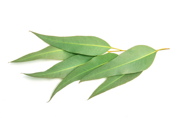 靠近桉树的叶子在白色的背景图片下载
