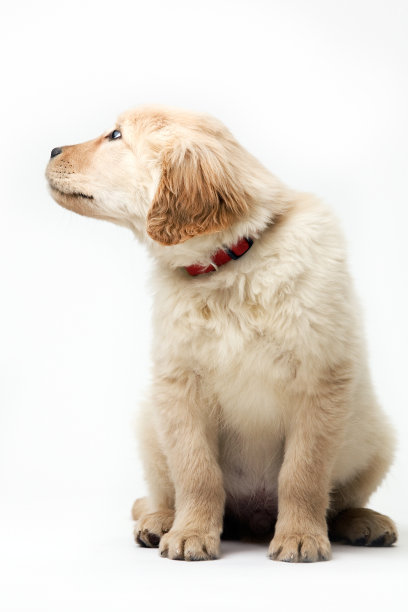 猎犬小狗。图片下载