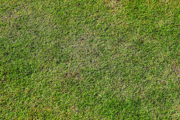 绿草的背景图片下载