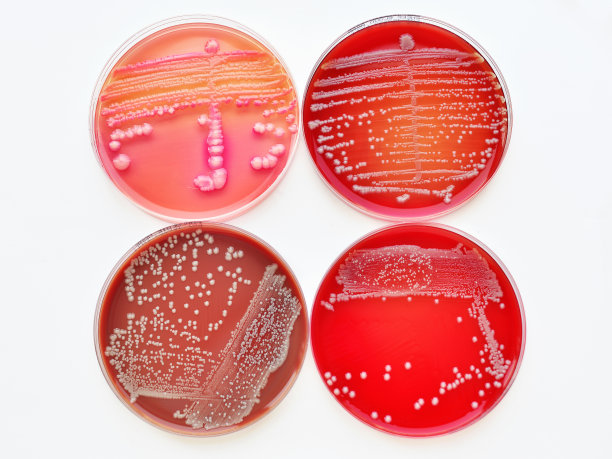 细菌菌落图片下载