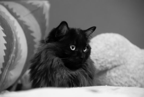 蓬松的黑色的猫图片下载