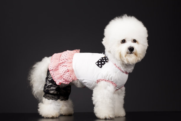 狗-比雄薯条图片下载