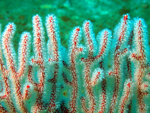 珊瑚戈尔贡图片下载