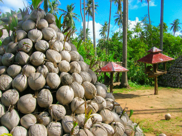 干椰子生产椰奶图片下载