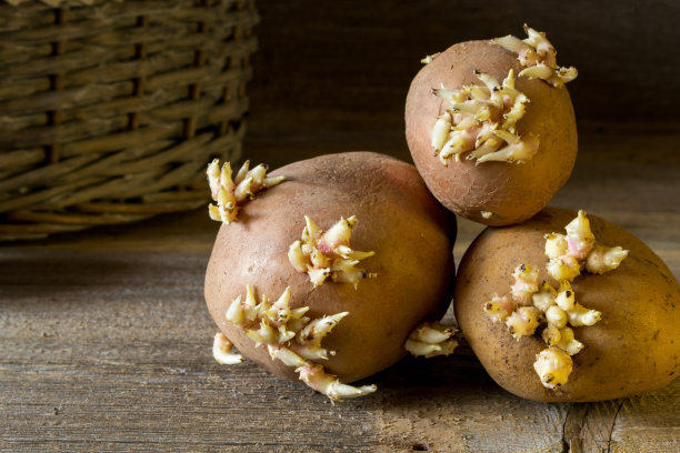 带嫩苗的老土豆球茎准备种植图片下载