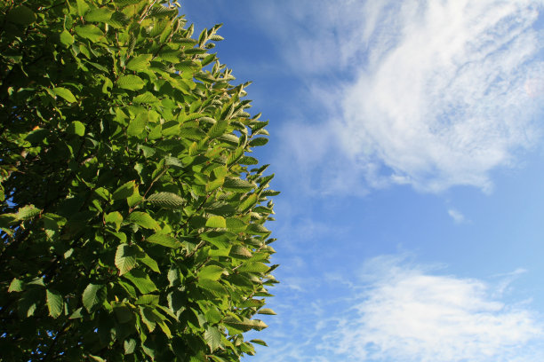 绿色的灌木映衬着蓝天图片下载