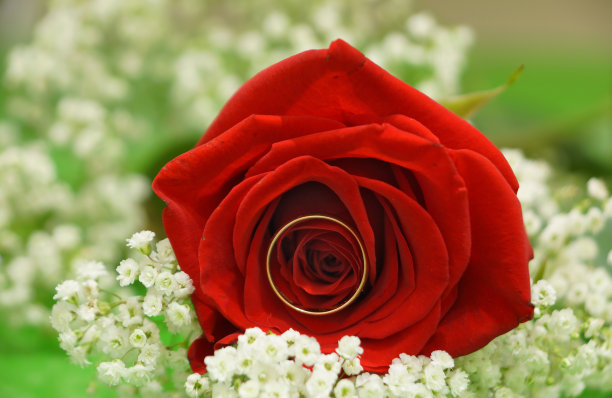 结婚戒指嵌在红玫瑰花蕾里图片下载