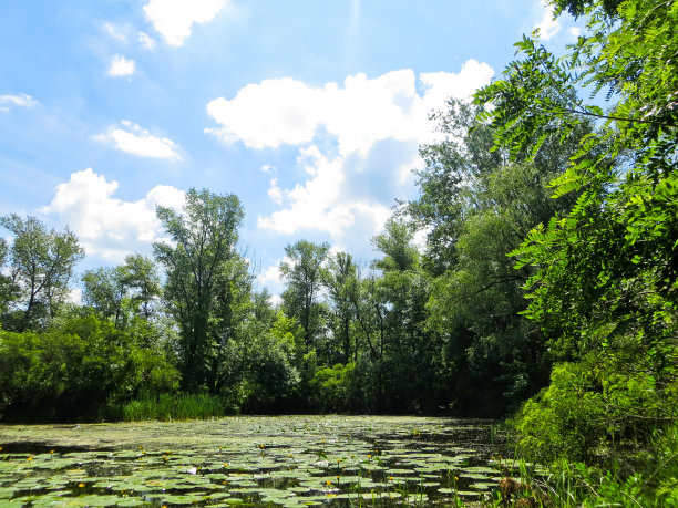 森林中的湖泊图片下载