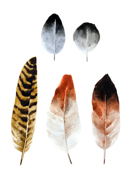 水彩的羽毛图片下载