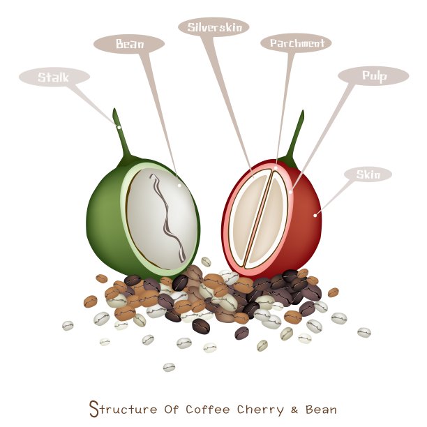 成熟和未成熟咖啡浆果的结构图片下载