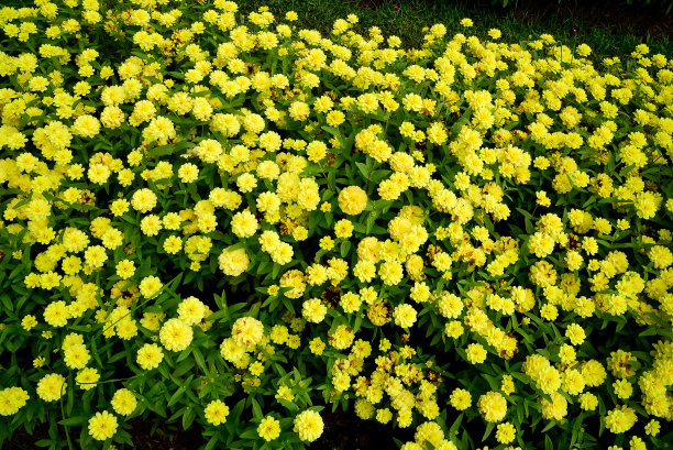 田间黄花植物全帧拍摄图片下载