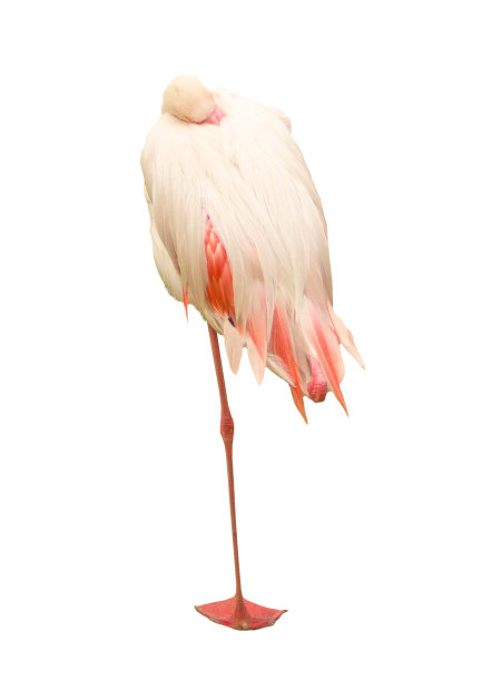 睡觉的鸟是火烈鸟。图片下载