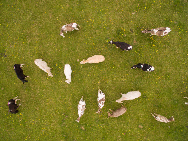 鸟瞰图的奶牛在绿色的牧场在春天-德国图片下载