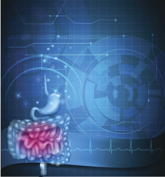 胃肠道图片下载