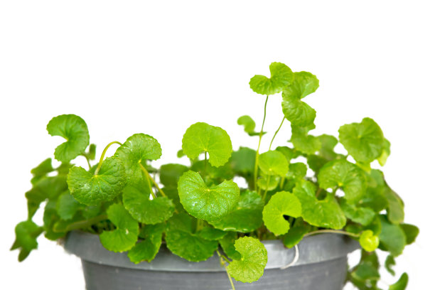 白底上的一便士草，亚洲一便士草，印度一便士草素材图片