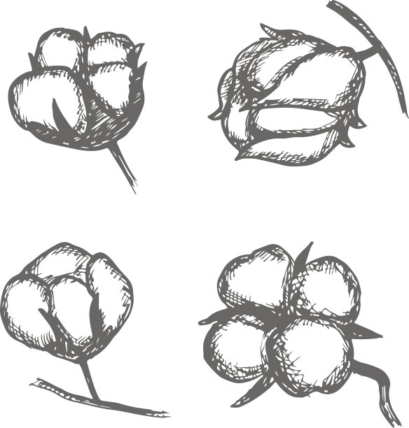 矢量套手绘墨棉植物。棉花图标插图集。可作为标志、标签、贴纸和标志使用。棉花的涂鸦分支。草图。图片下载
