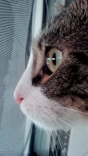 猫和他的眼睛图片下载